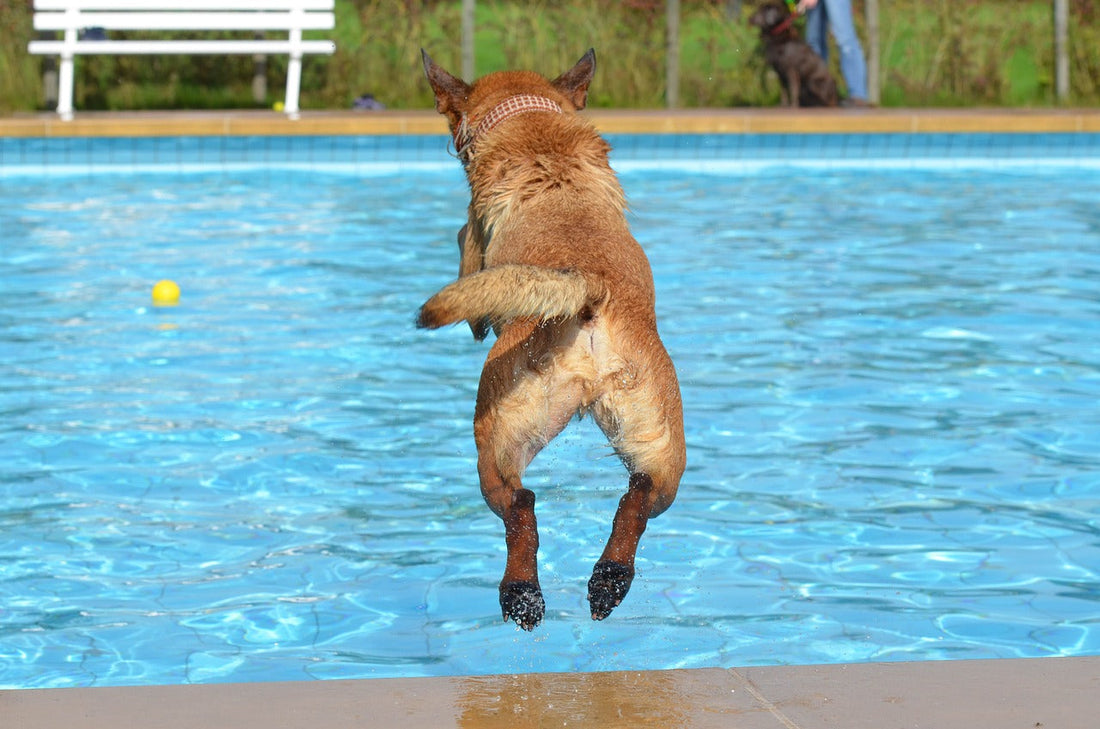 ☀️ Barney’s Corner Safety Tips for Dog Owners in the Heat