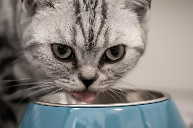 Cat Bowls and Feeding Accessories