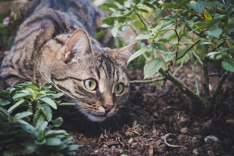 Cat Health and Well-Being