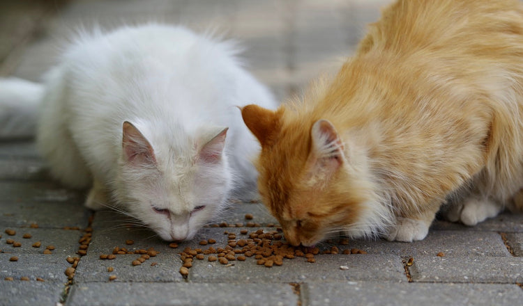 Cat Food