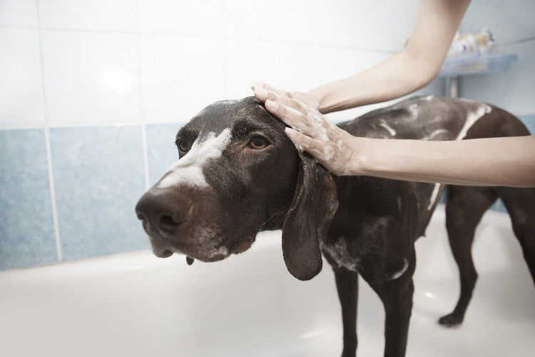 Dog Grooming and Skincare