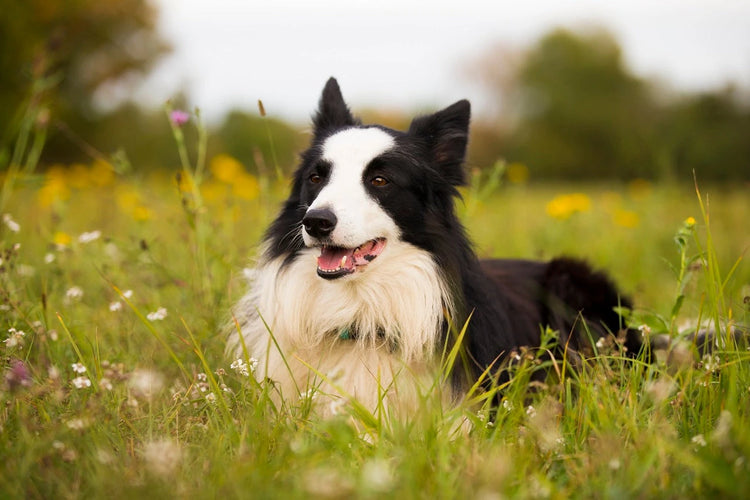 Dog Health and Well-Being