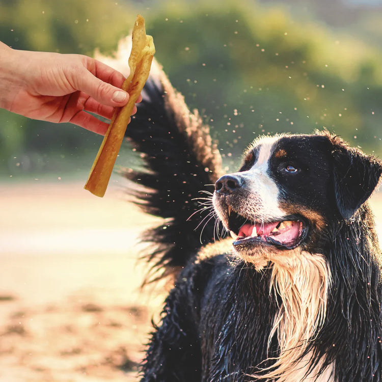 Natural Dog Treats