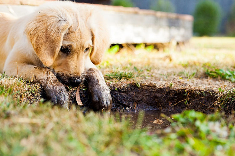 Puppy