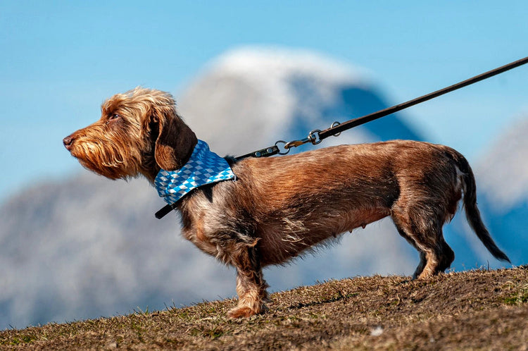Dog Collars, Harnesses and Leads