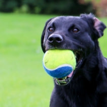 Ancol Tennis Ball (XL)