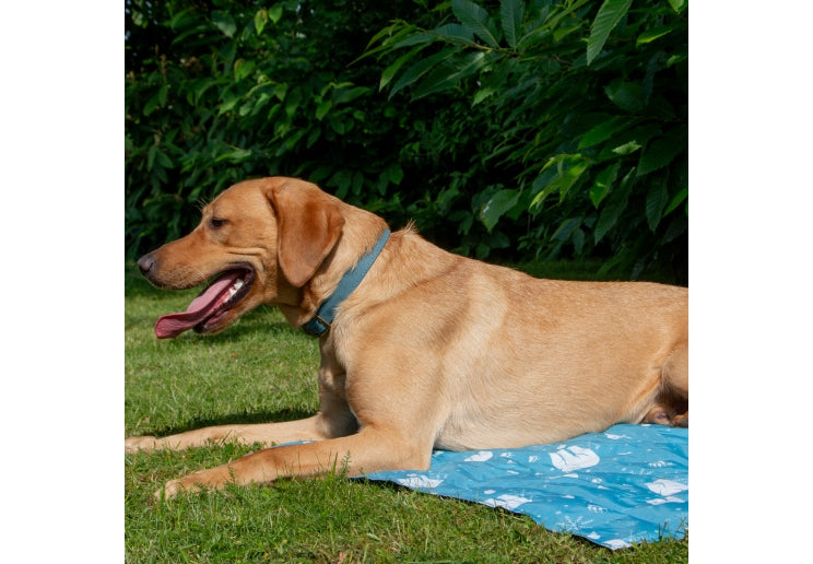 Ancol Large Cooling Mat for Dogs