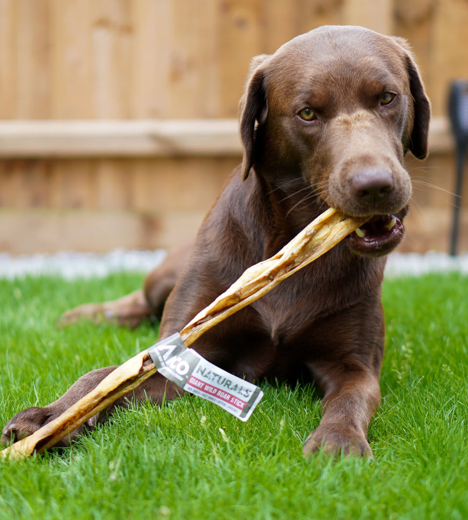 Anco Naturals Giant Wild Boar Stick