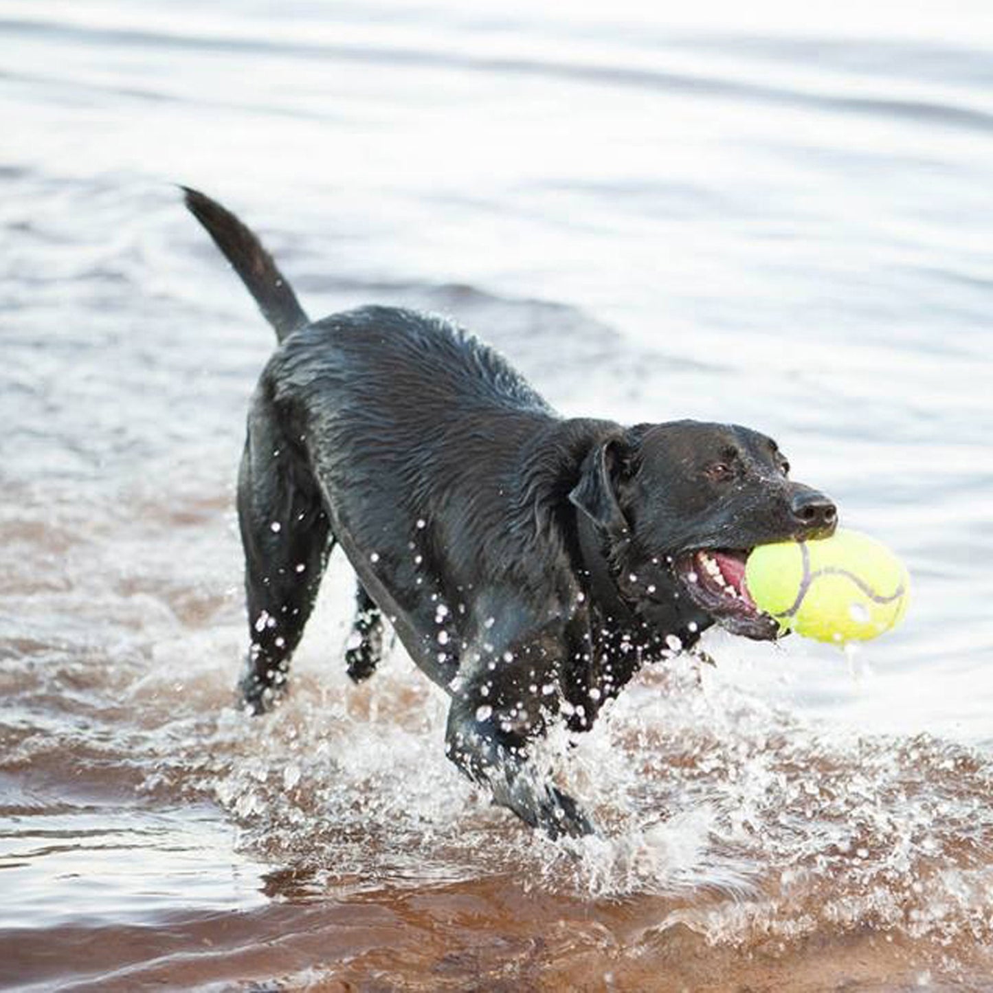 KONG AirDog Squeaker Football Medium