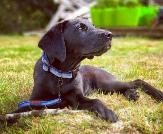 Halti Comfort Dog Collar