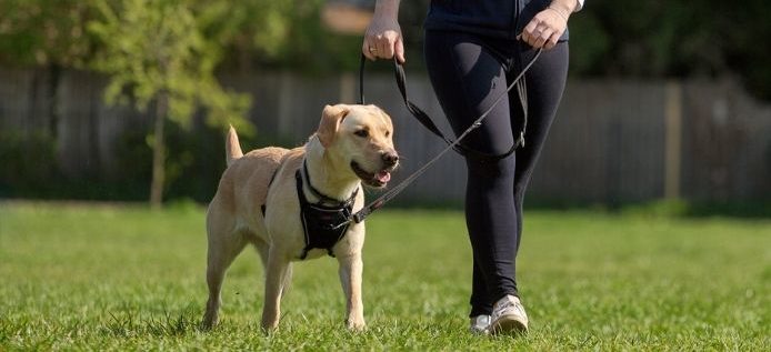 Halti Nylon Training Lead
