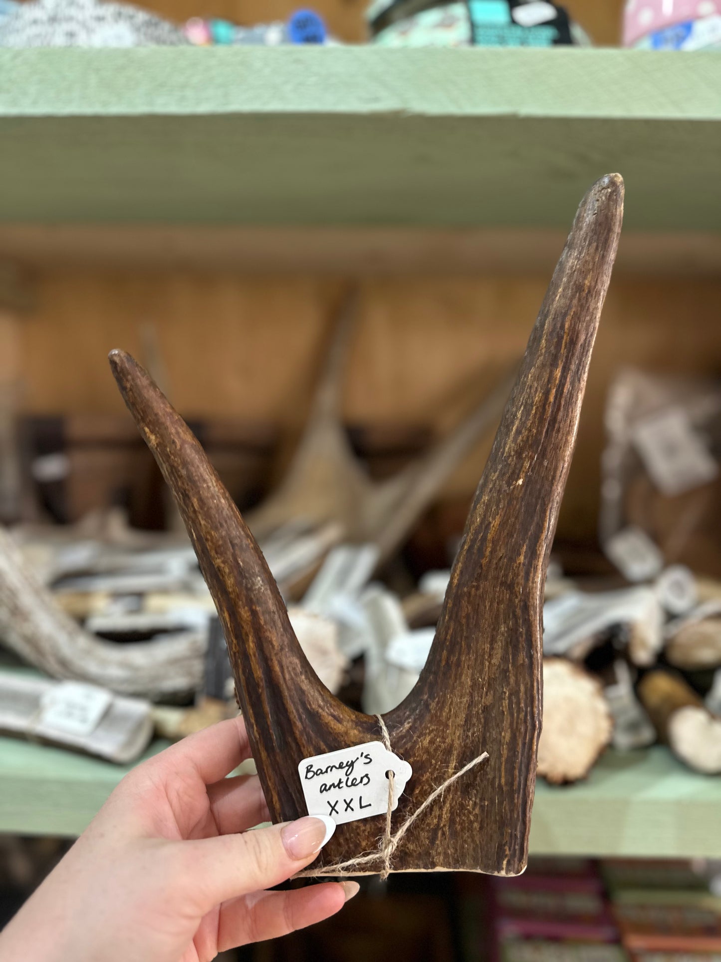 Barney's Antlers ELK