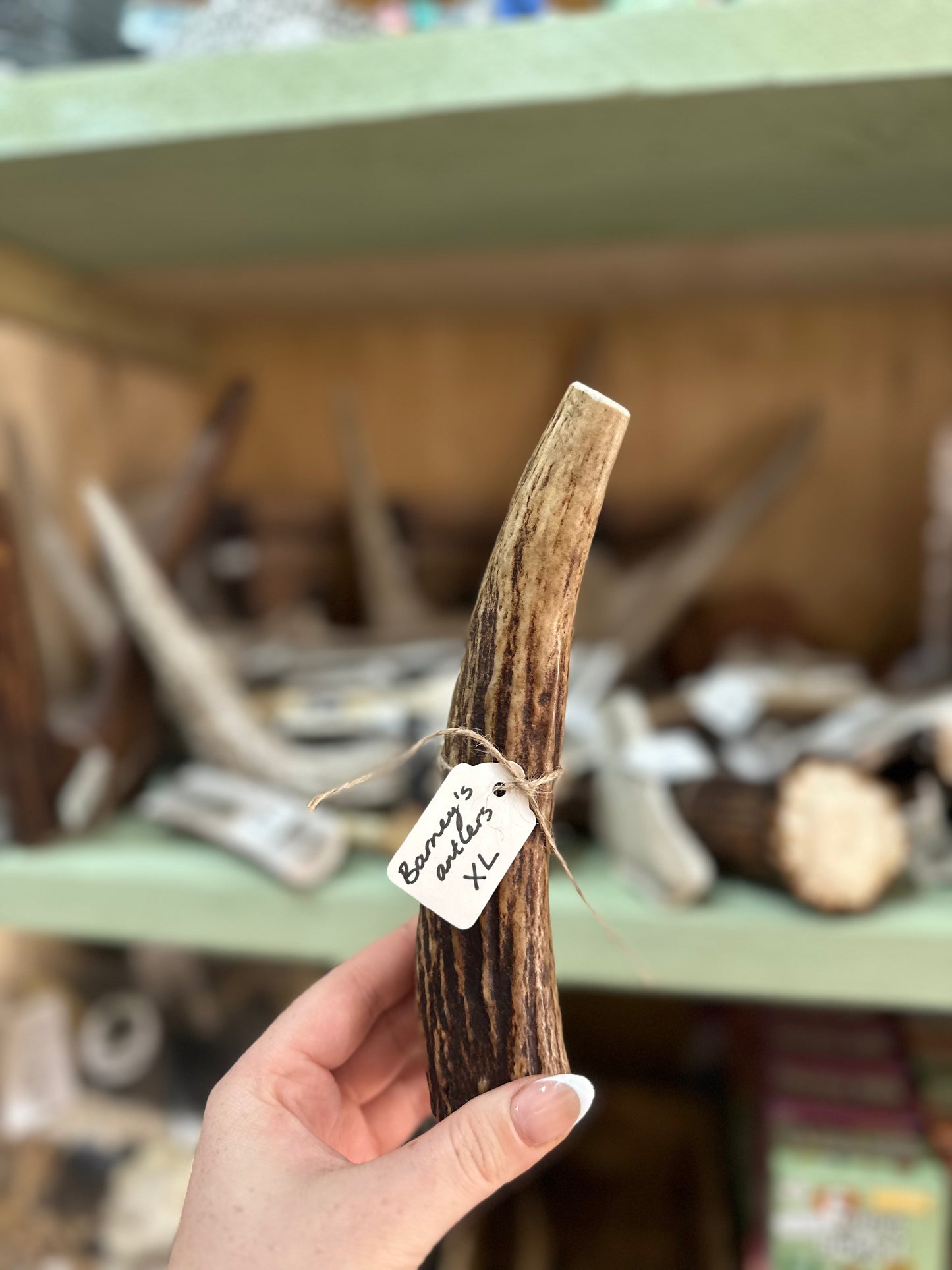 Barney's Antlers ELK