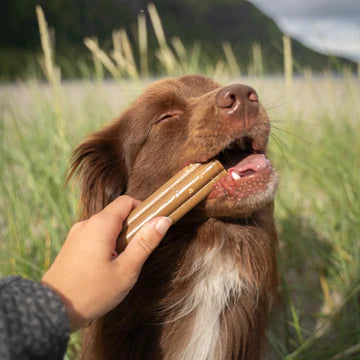 Soopa Jumbo Dental Sticks (Banana & Peanut Butter)