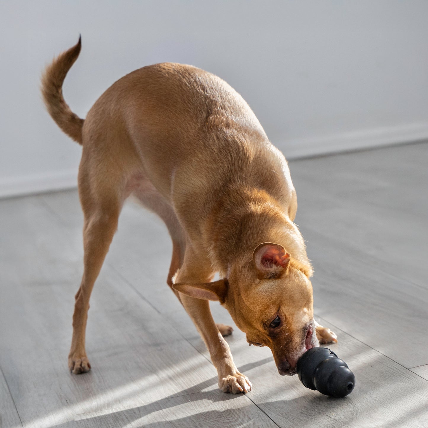KONG Extreme Small