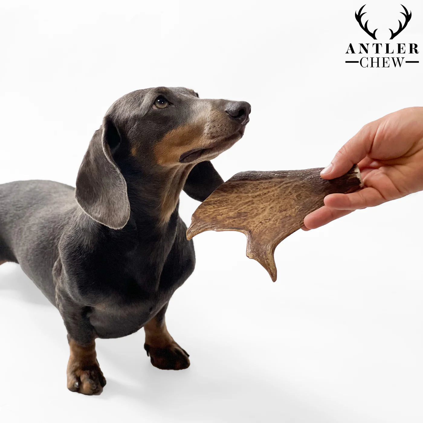 Fallow Antler Chew
