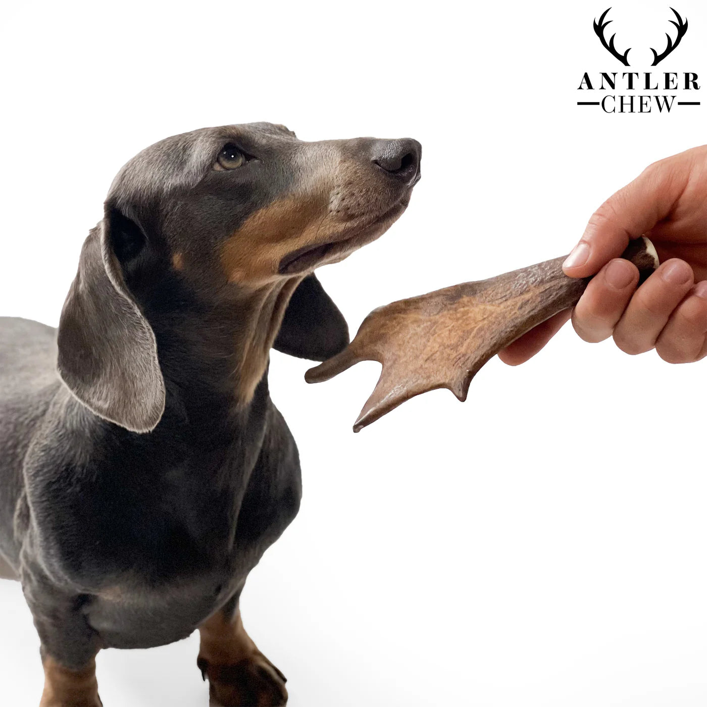 Fallow Antler Chew