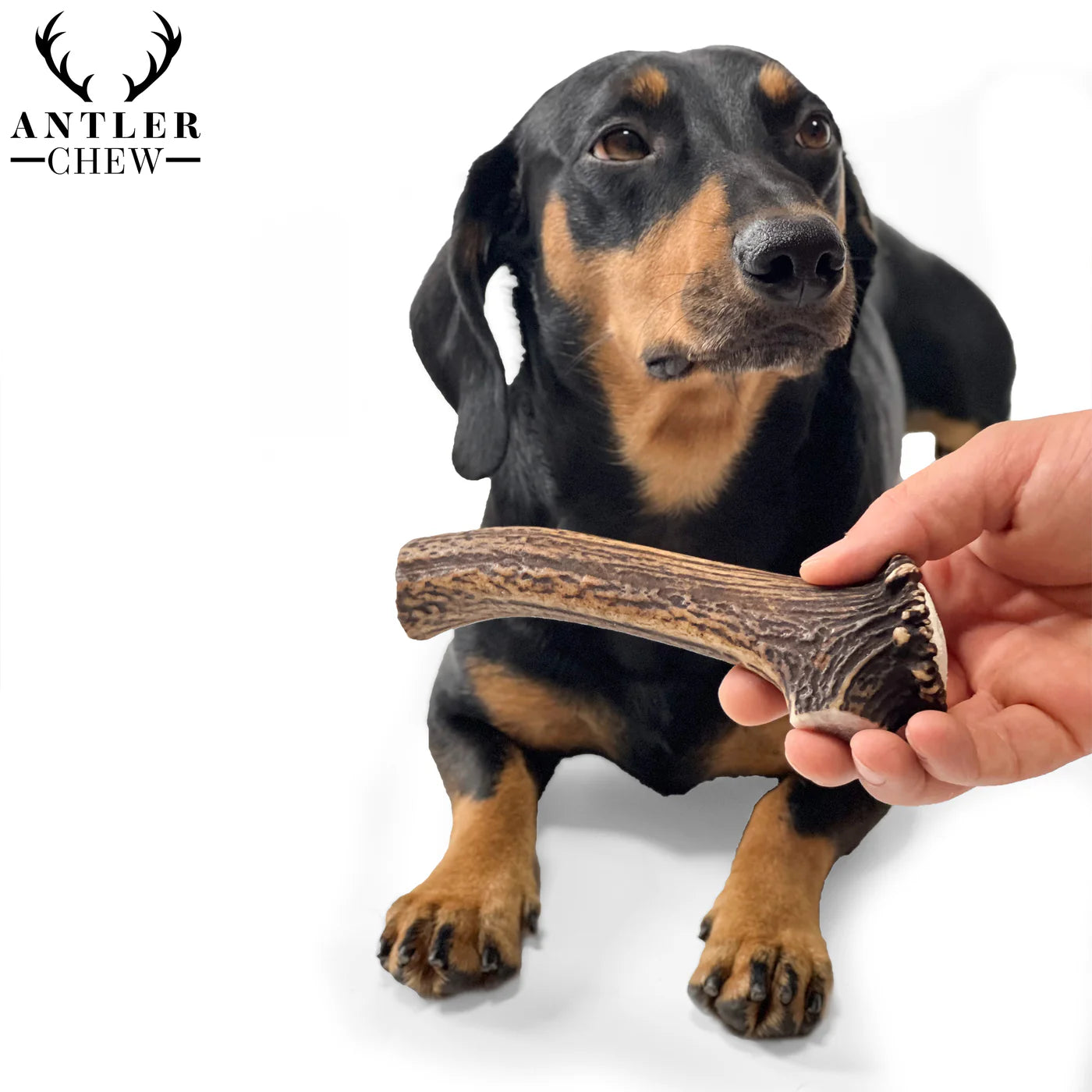 Deer Antler Chew