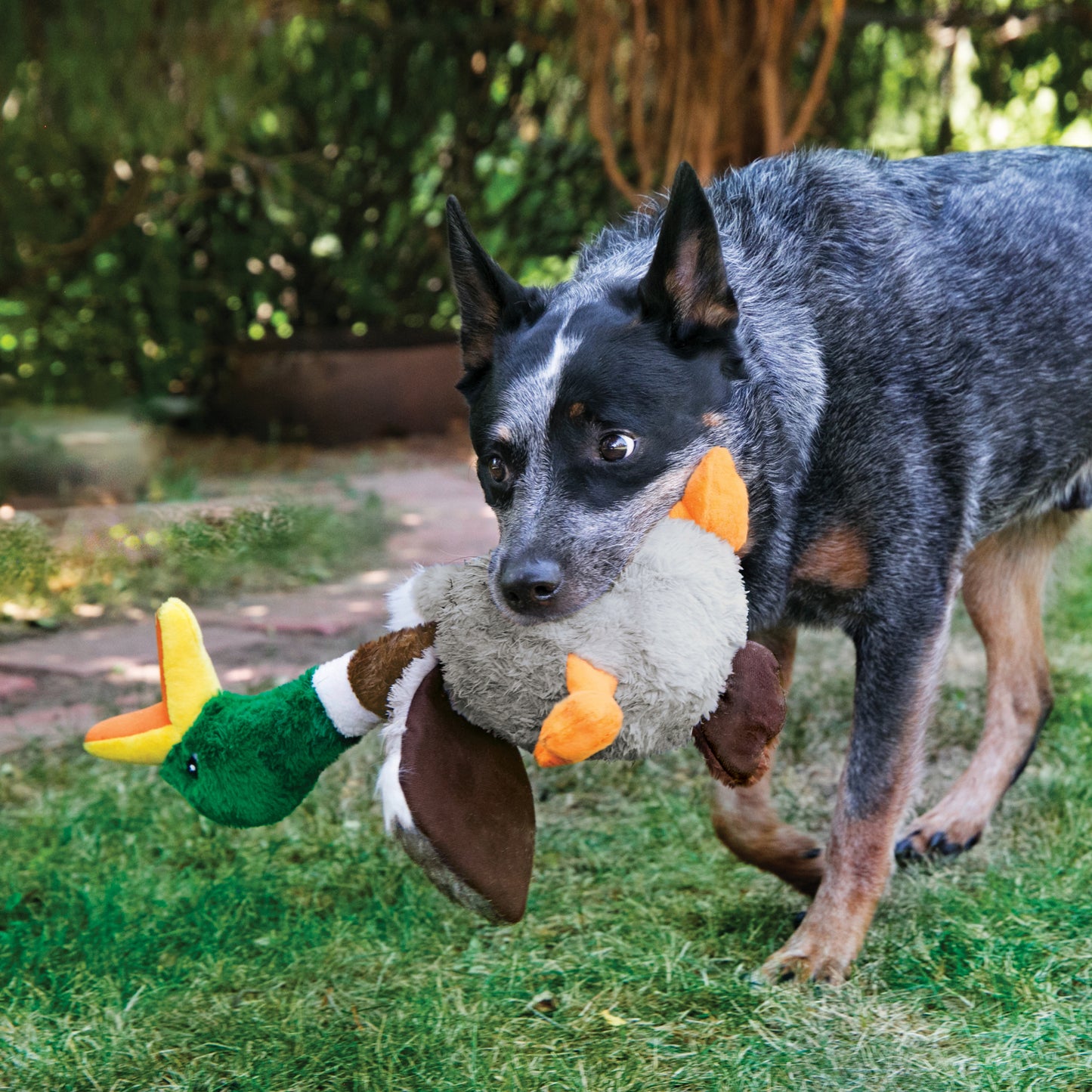 KONG Shakers Honkers Duck Small