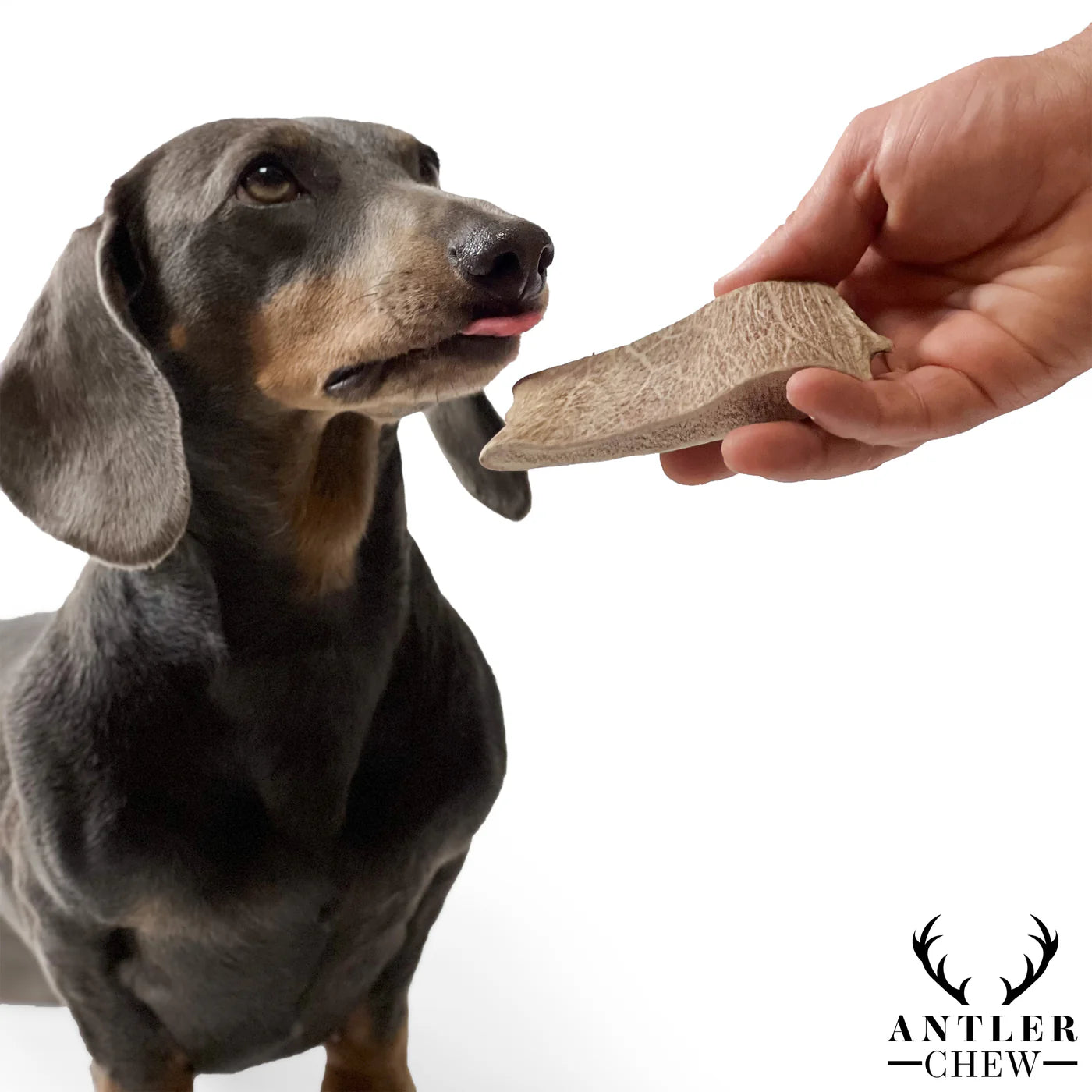 Fallow Antler Chew
