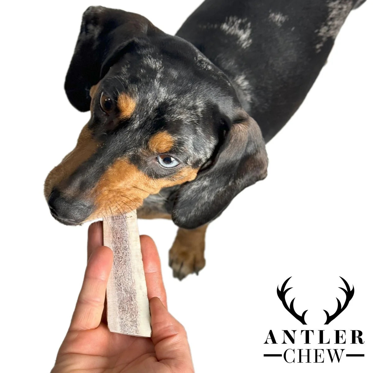 Split Deer Antler Chew