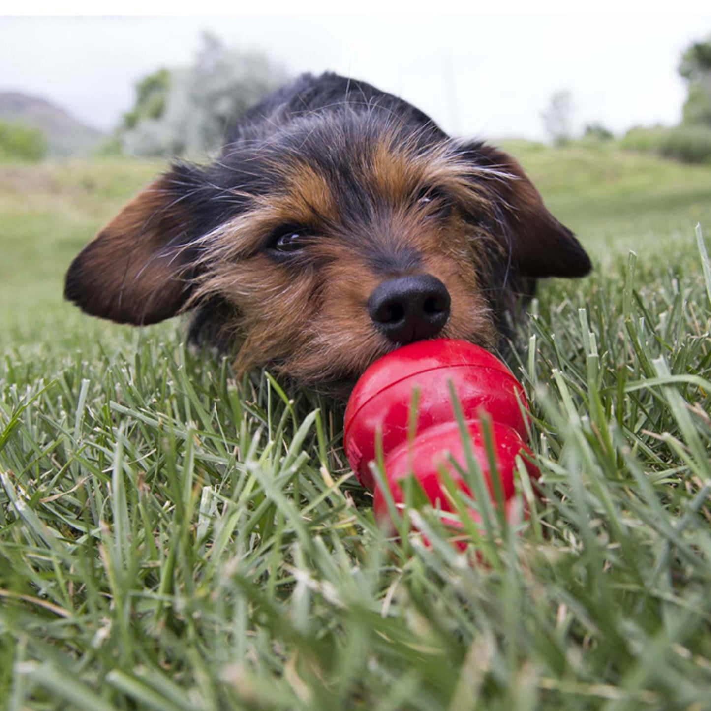 KONG Easy Treat