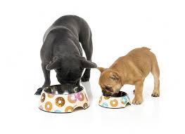 FuzzYard Life Easy Feeder Pet Bowl