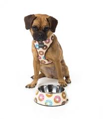 FuzzYard Life Easy Feeder Pet Bowl