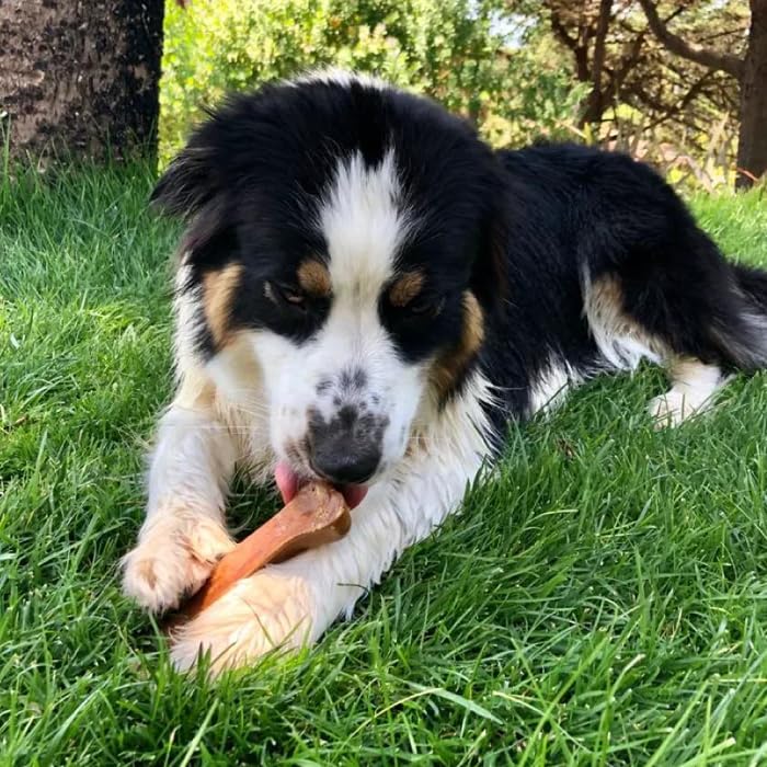 K2 Madeira Island Cheese Chew