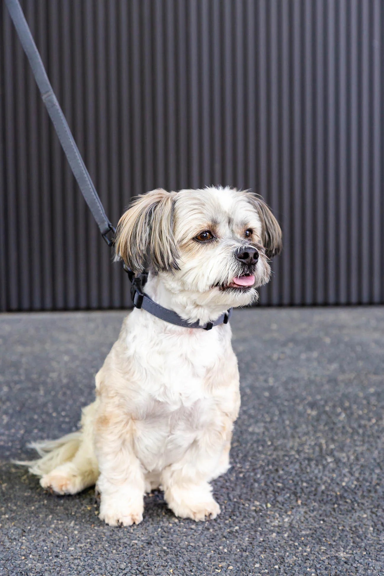 FuzzYard Life Dog Leads