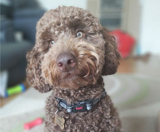 Halti Comfort Dog Collar