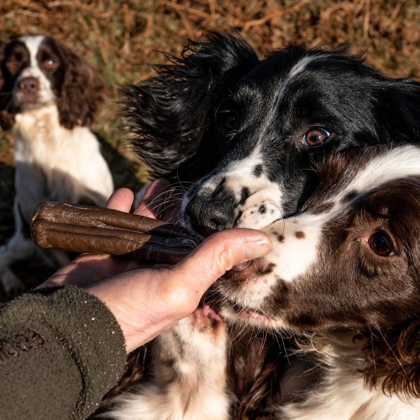 The Innocent Hound Aniseed and Citruc Extract Dental Support Treats