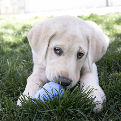 KONG Puppy Blue Medium
