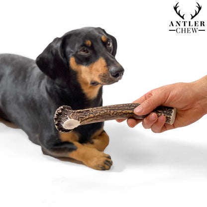 Deer Antler Chew